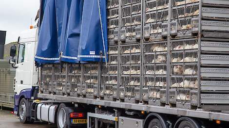 &bdquo;De hoogconjunctuur van de laatste jaren, mede begunstigt door de vogelgriepperikelen, verblindt de sector&rdquo;, stellen Belgische vleeskuikenslachterijen.