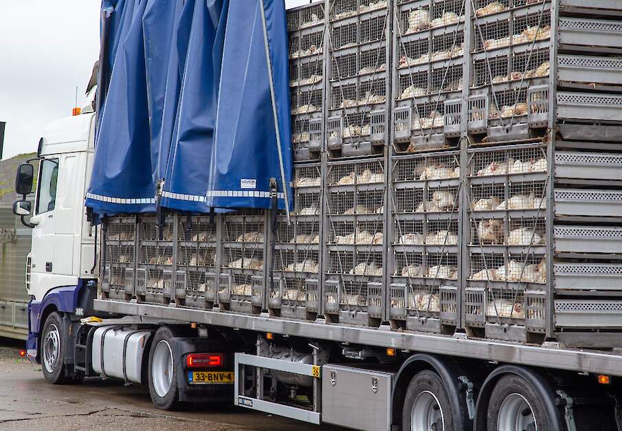 &bdquo;De hoogconjunctuur van de laatste jaren, mede begunstigt door de vogelgriepperikelen, verblindt de sector&rdquo;, stellen Belgische vleeskuikenslachterijen.