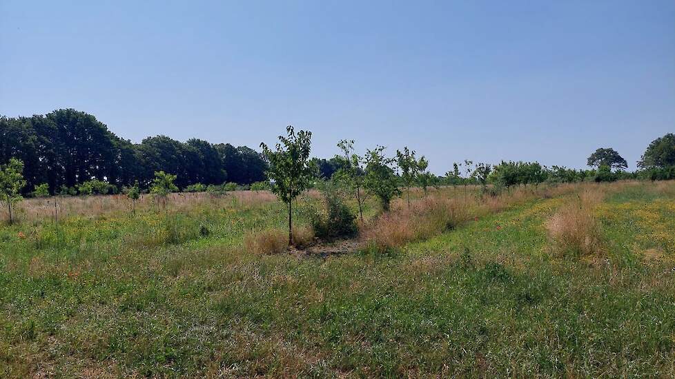 Jonge agroforestry, Janmiekeshoeve - Tessa Jacobs