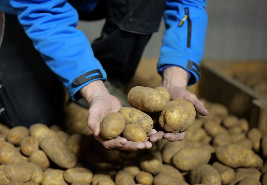 Innovator aardappelen schuur opslag
