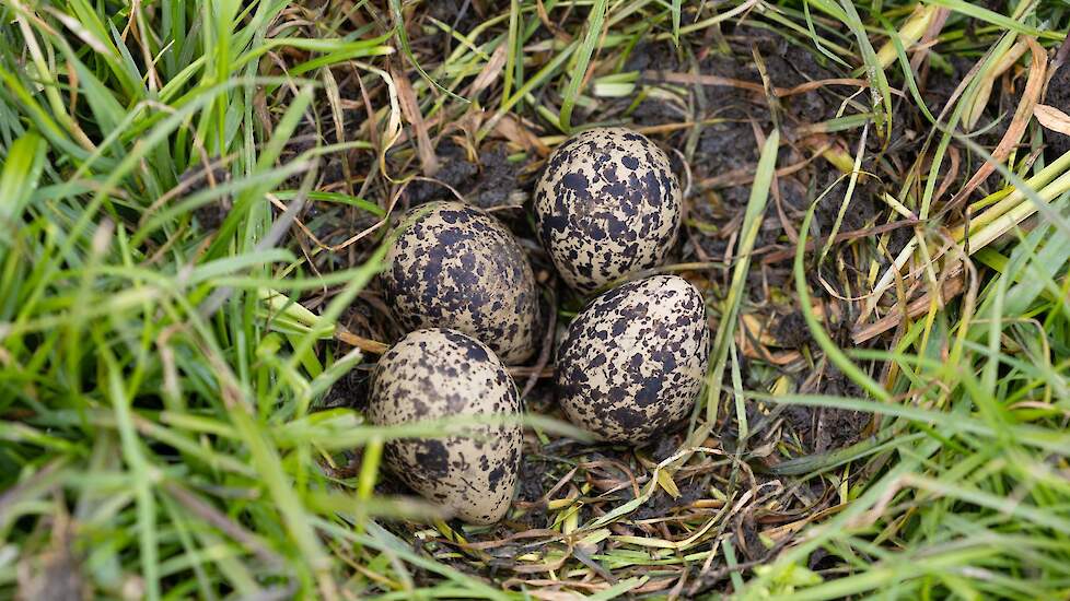 Beeld ter illustratie.