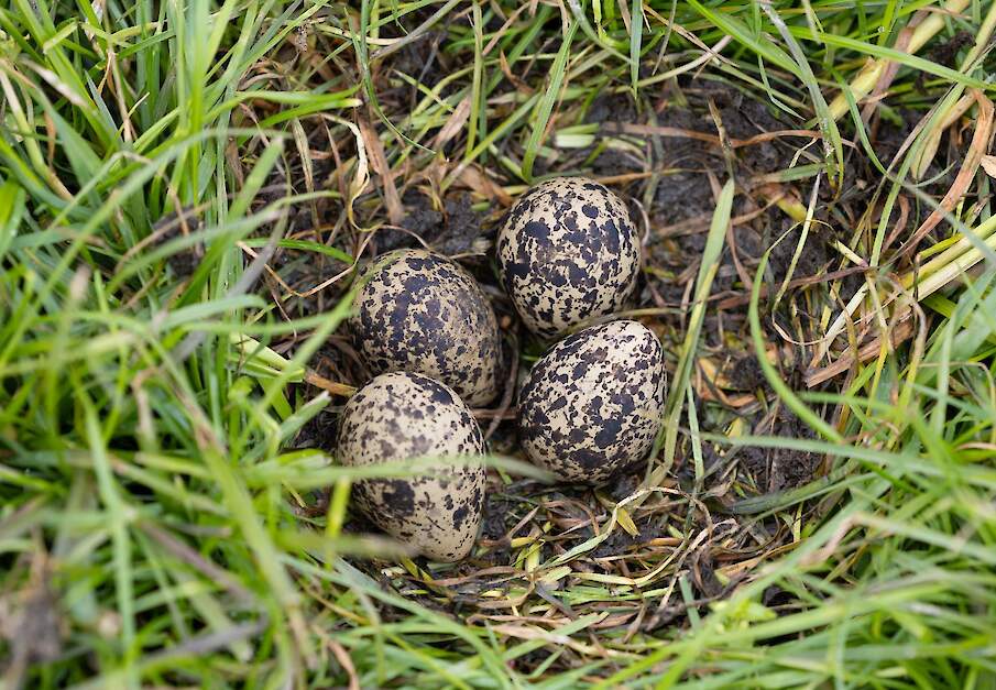 Beeld ter illustratie.