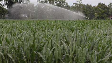 Beregening op snijmaisperceel op droge zandgrond