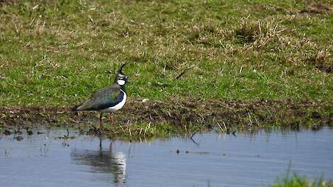 kievit in Lopikerwaard