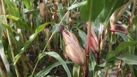 Beeld van snijmais ter illustratie.