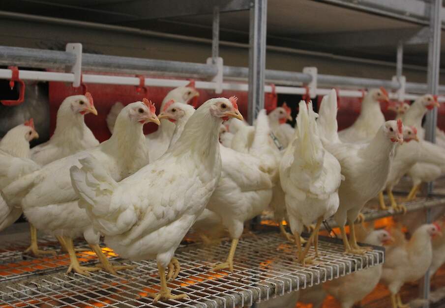 Beeld ter illustratie.