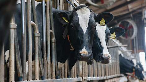 Koeien aan het voerhek