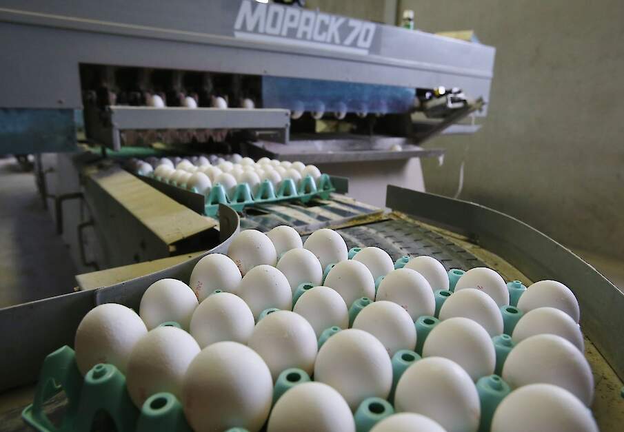 Alle beschikbare eieren zijn nodig om vaste afnemers zo goed mogelijk te bedienen.