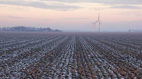 De ingewerkte groenbemesters op het bedrijf van Vos in Bant (FL).