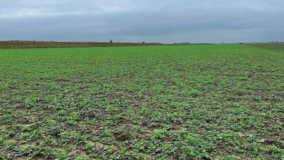 Groenbemester bij Janse in Wolphaartsdijk (ZL)