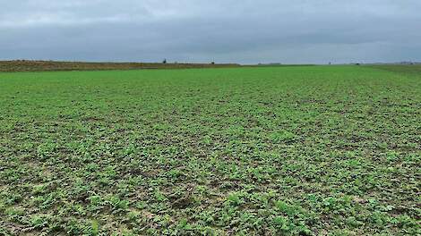 Groenbemester bij Janse in Wolphaartsdijk (ZL)