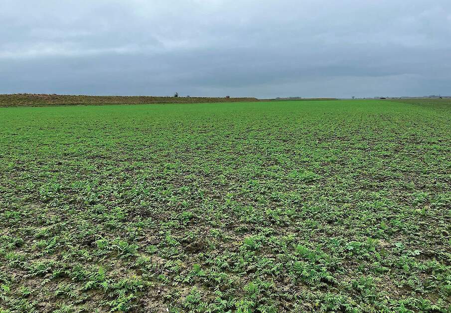 Groenbemester bij Janse in Wolphaartsdijk (ZL)