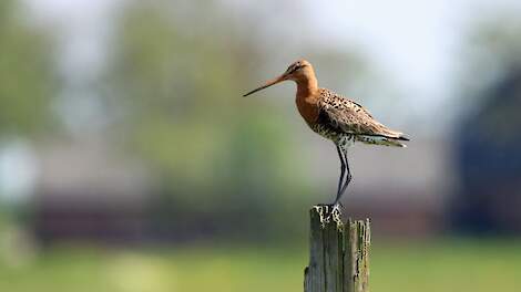 Grutto op paal