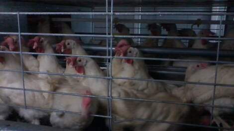 In de VS zitten leghennen nog overwegend in kooien.