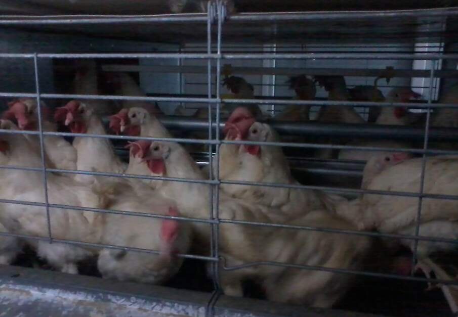 In de VS zitten leghennen nog overwegend in kooien.