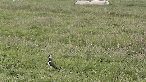 Kievit in het weiland
