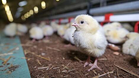 Vleeskuikens in stal op pluimveebedrijf
