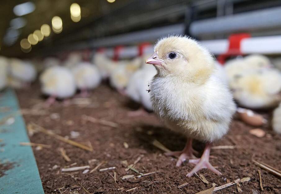 Vleeskuikens in stal op pluimveebedrijf