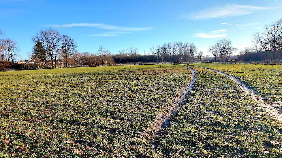 De gewascondities van de granen voor nieuw oogst zijn redelijk tot goed.