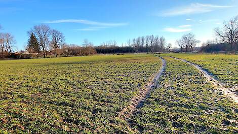 De gewascondities van de granen voor nieuw oogst zijn redelijk tot goed.