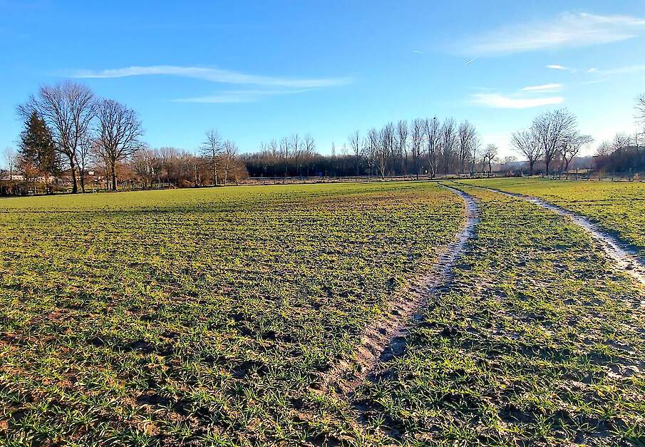 De gewascondities van de granen voor nieuw oogst zijn redelijk tot goed.