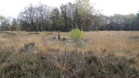 Het kabinet wil Nederland snel uit het stikstofslot halen. Maar een rapport van het Planbureau voor de Leefomgeving laat zien dat de stikstofdaling achterblijft.
