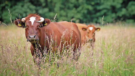 Melkkoeien in extensief beheerd grasland