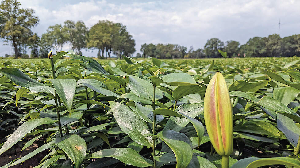 Op de foto: lelieteelt. Woensdag 18 maart komt het onderwerp gewasbeschermingsmiddelen opnieuw aan bod in de Provinciale Staten van Gelderland.