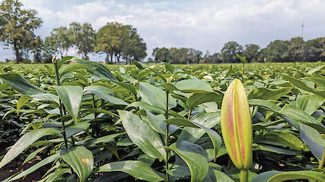 Op de foto: lelieteelt. Woensdag 18 maart komt het onderwerp gewasbeschermingsmiddelen opnieuw aan bod in de Provinciale Staten van Gelderland.