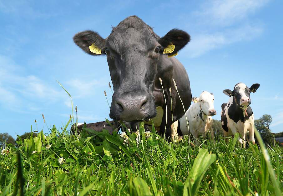 Melkkoeien grazen in de wei bij melkveebedrijf
