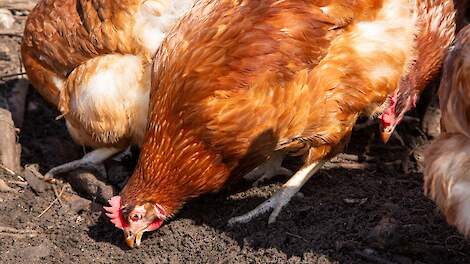 De aanwezigheid van PFAS in eieren van hobbykippen komt grotendeels door wormen die de dieren eten.