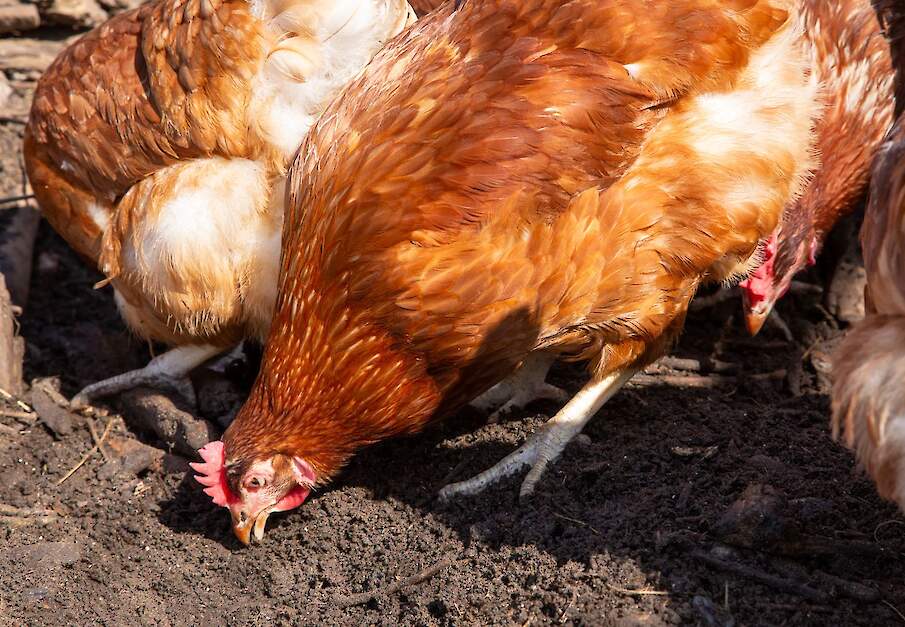 De aanwezigheid van PFAS in eieren van hobbykippen komt grotendeels door wormen die de dieren eten.