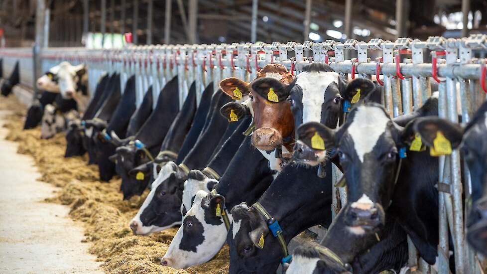 Koeien aan het voerhek