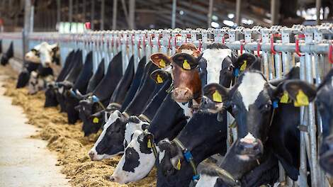 Koeien aan het voerhek