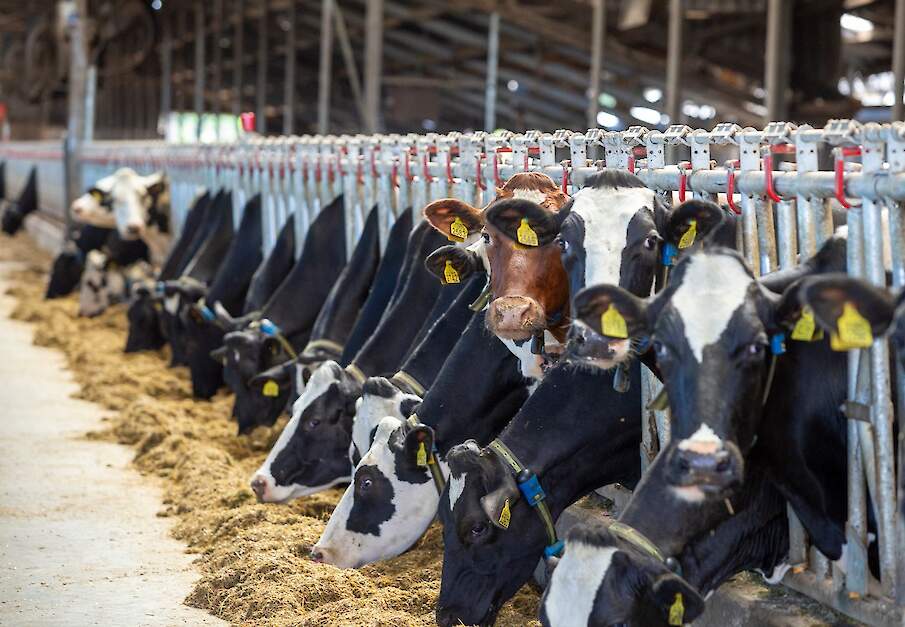 Koeien aan het voerhek