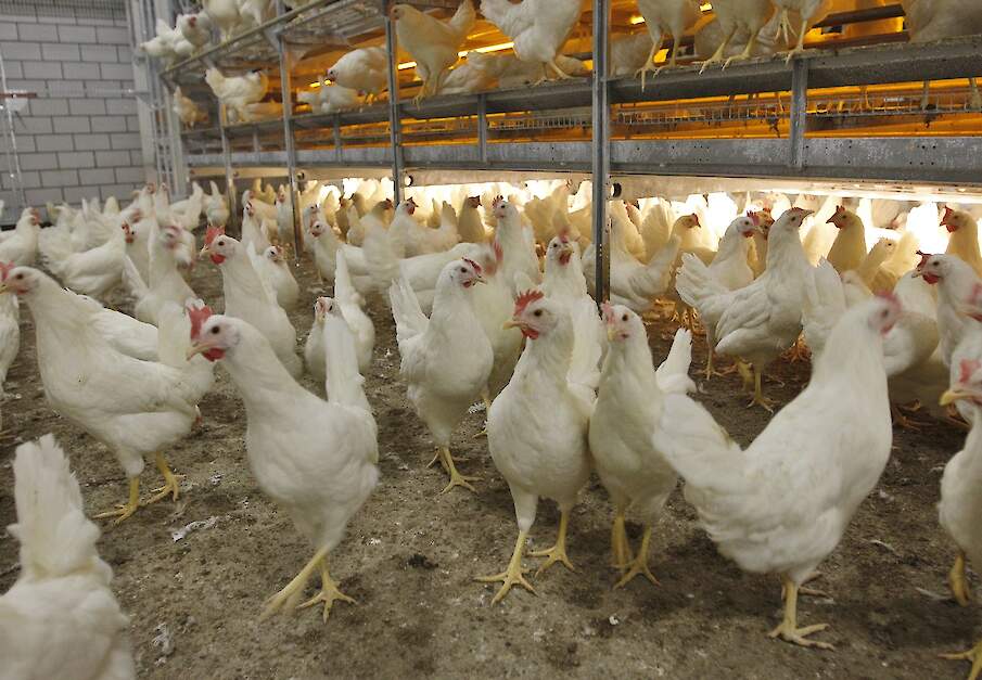 Beeld ter illustratie.