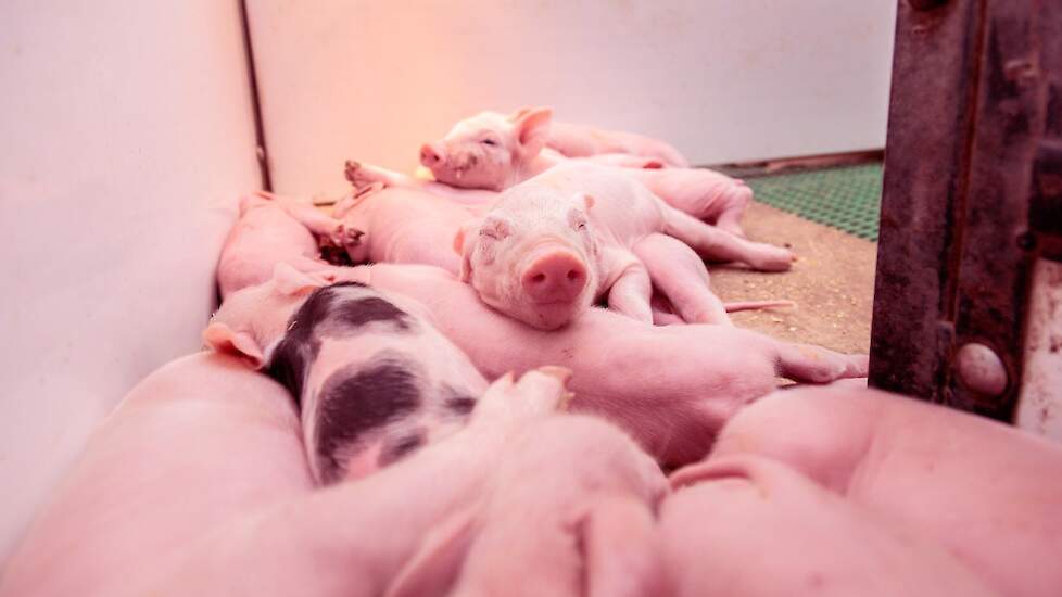 De biggen merken er niets van