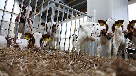 Zo houd je je kalveren gezond