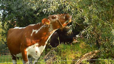 Koe vreet van wilg, Jacco de Stigter via Louis Bolk Instituut