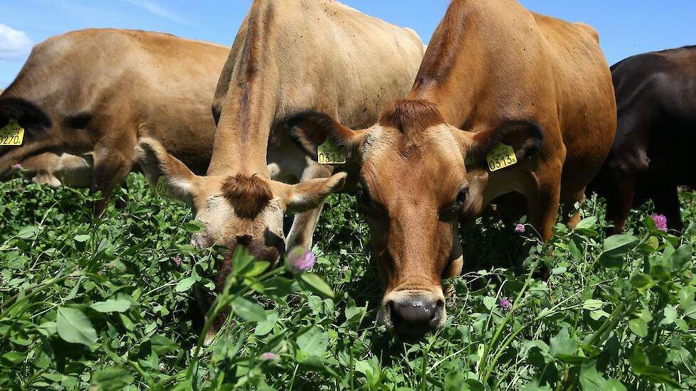 koeien in grasland als symbool voor landbouwtransitie