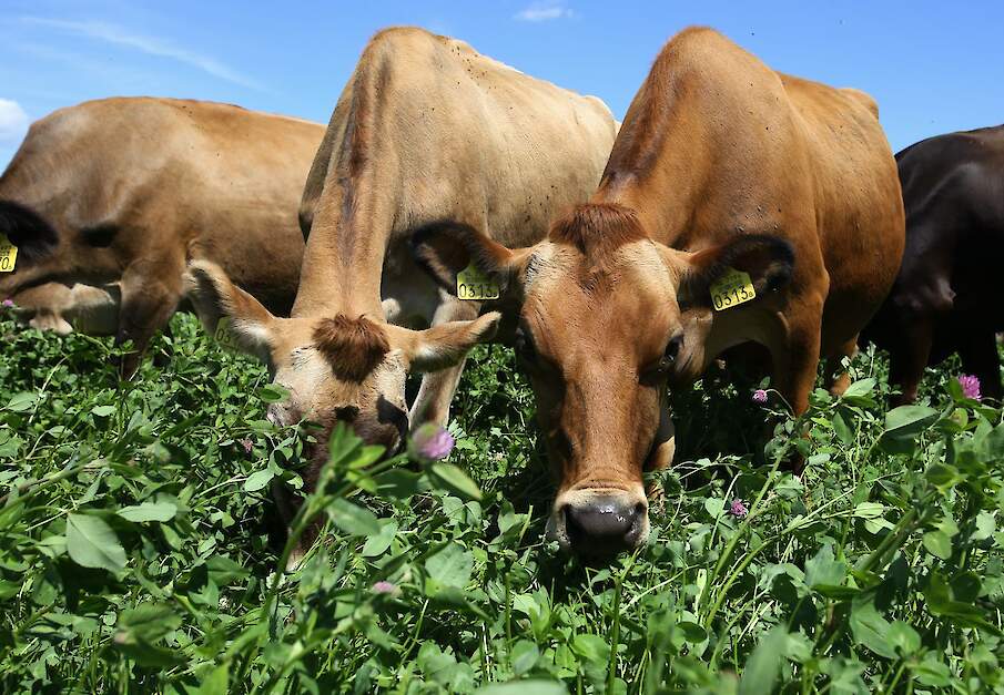 koeien in grasland als symbool voor landbouwtransitie