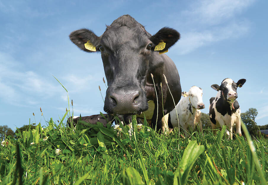 Weidegang vraagt door het wegvallen van derogatie om andere keuzes in mestmanagement.