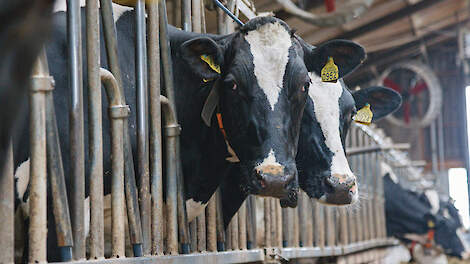 Onzekerheid over het PAS-melderschap drukt volgens de rechtbank de waarde van melkveebedrijven.