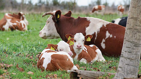 Kalveren bij het moederdier in de wei