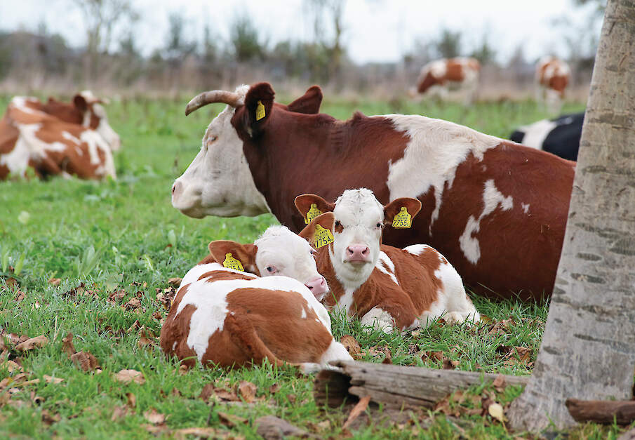 Kalveren bij het moederdier in de wei