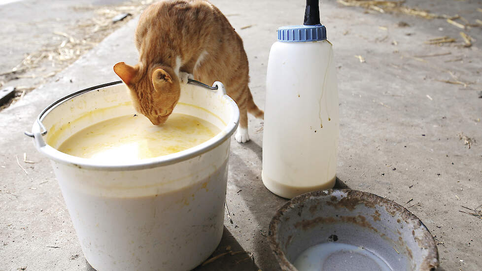 Een boerderijkat drinkt biestmelk. In Friesland ging een kat dood aan vogelgriep, maar of dat door het drinken van besmette melk kwam, is niet met zekerheid te zeggen.