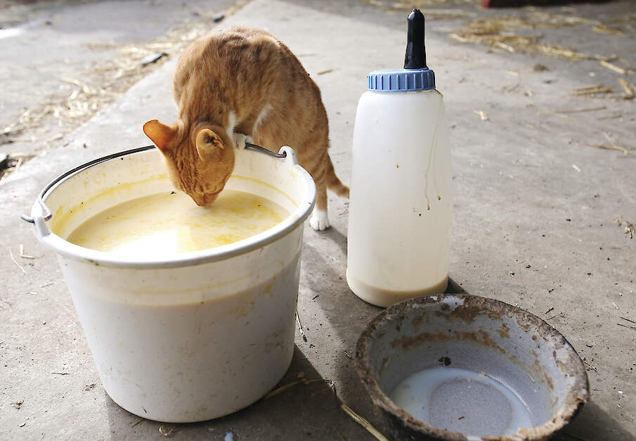 Een boerderijkat drinkt biestmelk. In Friesland ging een kat dood aan vogelgriep, maar of dat door het drinken van besmette melk kwam, is niet met zekerheid te zeggen.