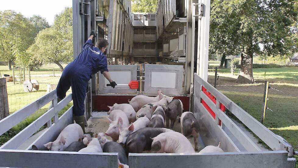De exportcijfers van de biggen waren dramatisch in week 11.