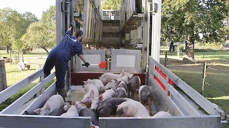 De exportcijfers van de biggen waren dramatisch in week 11.
