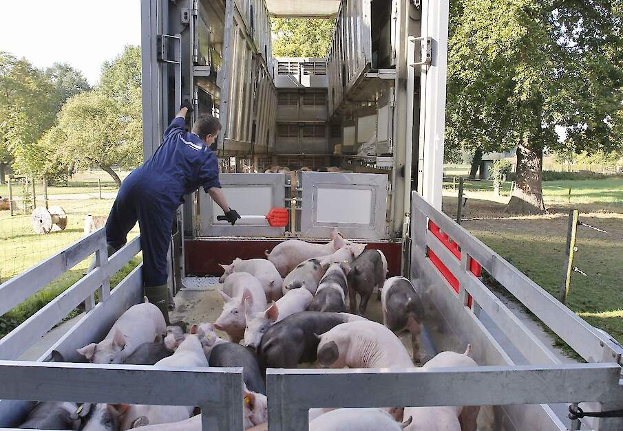 De exportcijfers van de biggen waren dramatisch in week 11.